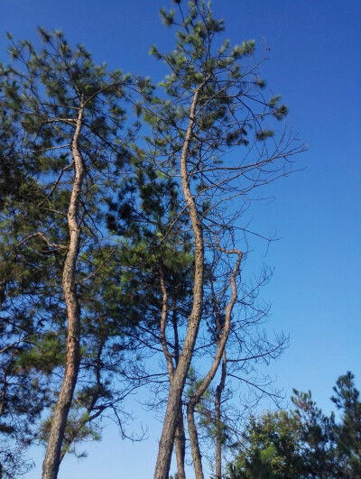 蓝天 绿树 夏日 清晨