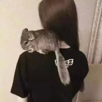 小松鼠，女生头像