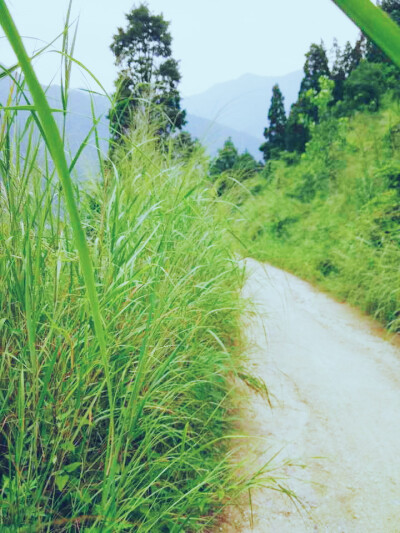 夏天 小路