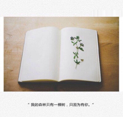 我的森林只有一棵树，只因为有你