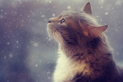 Cat and snow