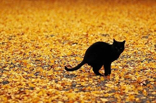 Cat at autumn