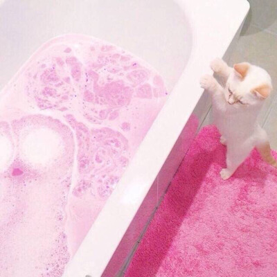 猫咪 粉色