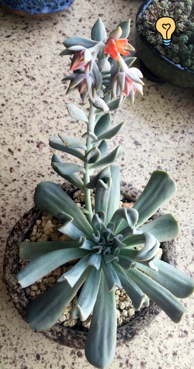 特玉莲，买来就有点徒