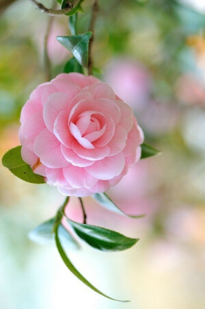 粉蔷薇：爱的誓言，执子之手，与子偕老