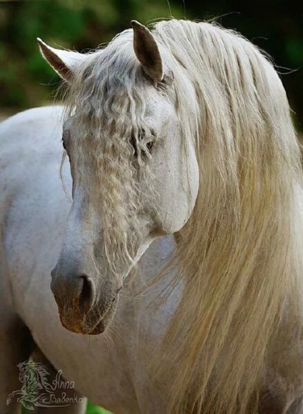 Andalusian horse....感觉凑到一块儿都可以直接来一部中世纪宫廷剧了..不用化妆