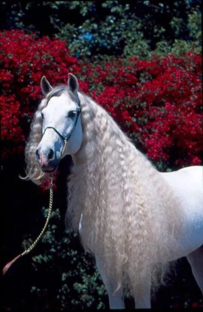 Andalusian horse....感觉凑到一块儿都可以直接来一部中世纪宫廷剧了..不用化妆