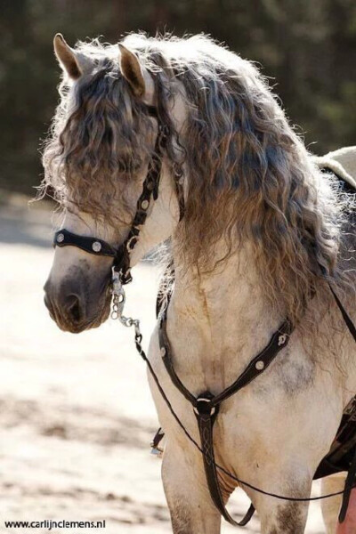 Andalusian horse....感觉凑到一块儿都可以直接来一部中世纪宫廷剧了..不用化妆