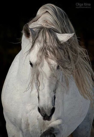 Andalusian horse....感觉凑到一块儿都可以直接来一部中世纪宫廷剧了..不用化妆