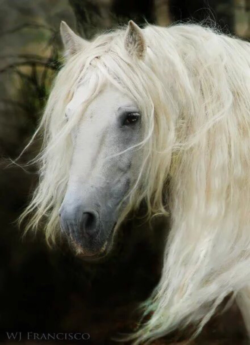 Andalusian horse....感觉凑到一块儿都可以直接来一部中世纪宫廷剧了..不用化妆