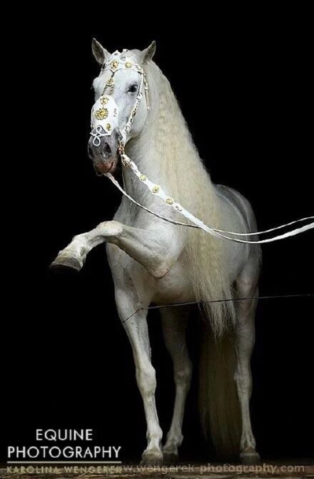 Andalusian horse....感觉凑到一块儿都可以直接来一部中世纪宫廷剧了..不用化妆