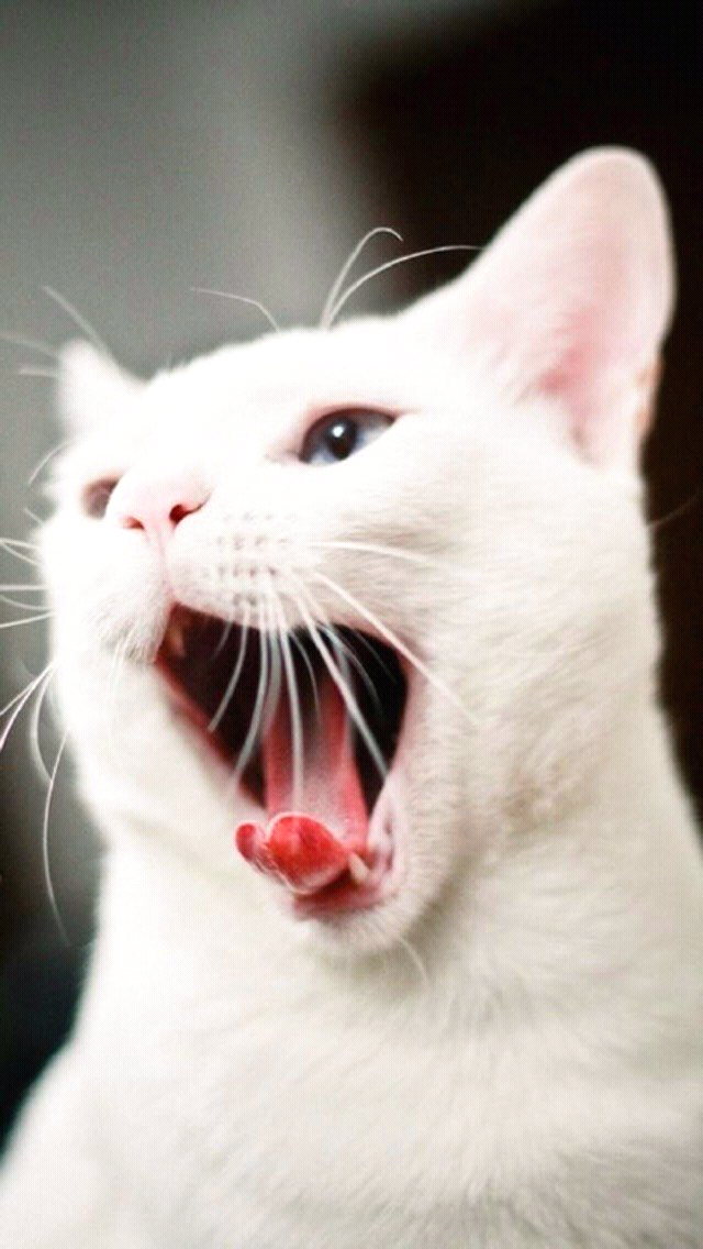 打个哈欠(ฅ&amp;gt;ω&amp;lt;*ฅ)