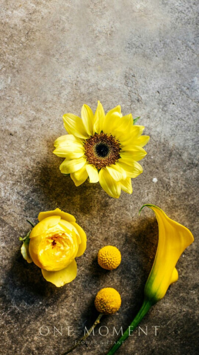 花 浪漫 唯美 壁纸