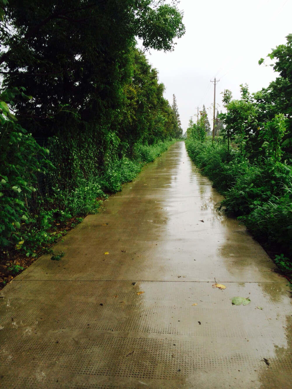 雨天小路～