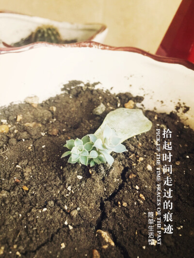 多肉，叶插