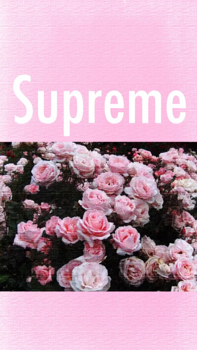 supreme 粉色 墙纸 pink color wallpaper