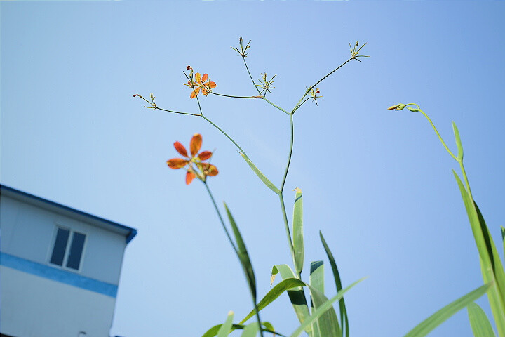 夏日小清新