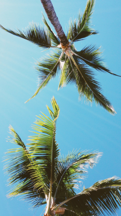 手机高清壁纸 夏日 阳光 沙滩 椰树 海风 蓝天 白云