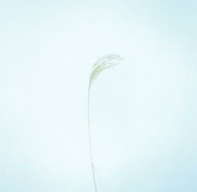 【阿木】白日梦蓝 作者：Makanai Hitoshi