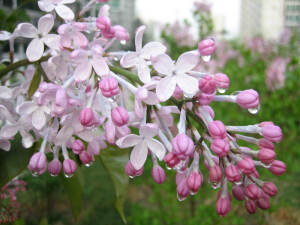 丁香属（学名：Syringa Linn.）：又称紫丁香属，该属植物是落叶灌木或小乔木；大部供观赏用，有些种类的花可提制芳香油，亦为蜜源植物，木材供建筑和家具用。共35种，不包括自然杂交种，主要分布于中国、朝鲜、喜马拉雅地区、欧洲东南部、日本、阿富汗。中国拥有丁香属81%的野生种类，是丁香属植物的现代分布中心。该属中有不少种类的花是提取香精，配制高级香料的原料；又枝叶繁茂、花色淡雅而清香，故庭园广为栽培供观赏，为庭园中之珍品。欧美对该属进行杂交育种已有近百年的历史，先后曾选育出数百个栽培品种。