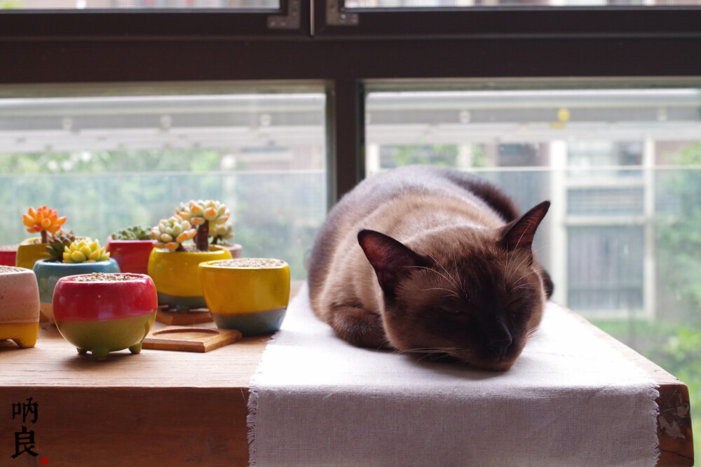 睡在花盆旁的猫