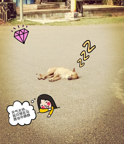泰国普吉岛一只搞笑的小狗 在那边总看到有狗随便在个地方就睡