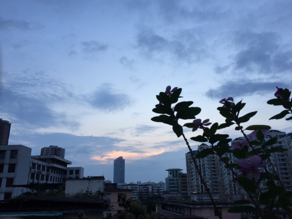 窗台美景 长春花