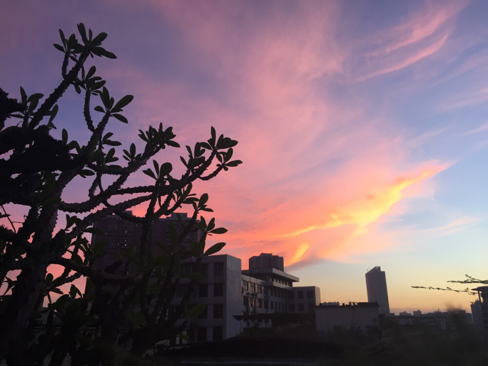 窗台美景 凤舞九天