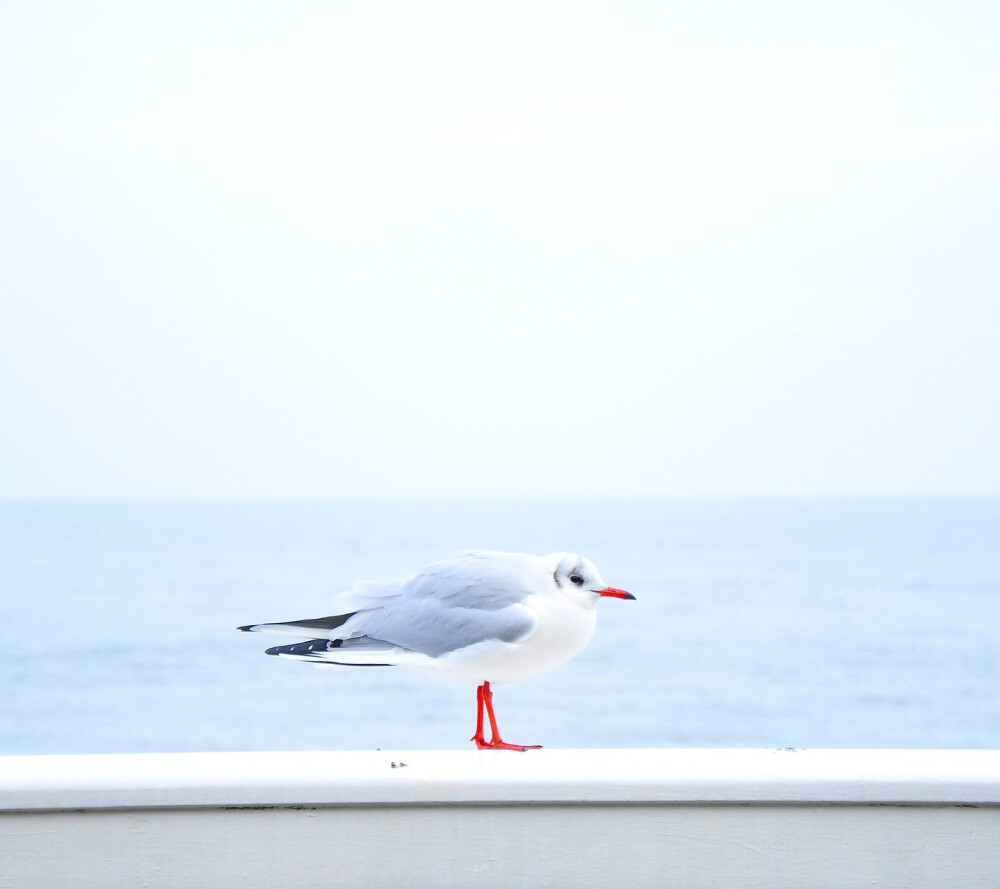 【阿木】海鸥