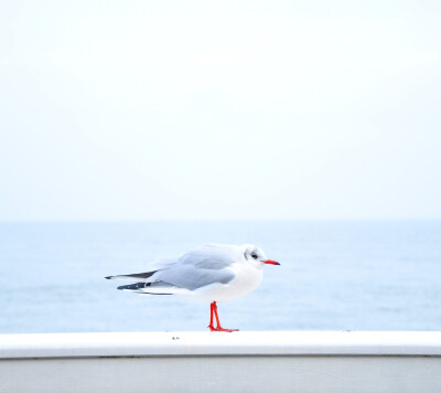 【阿木】海鸥