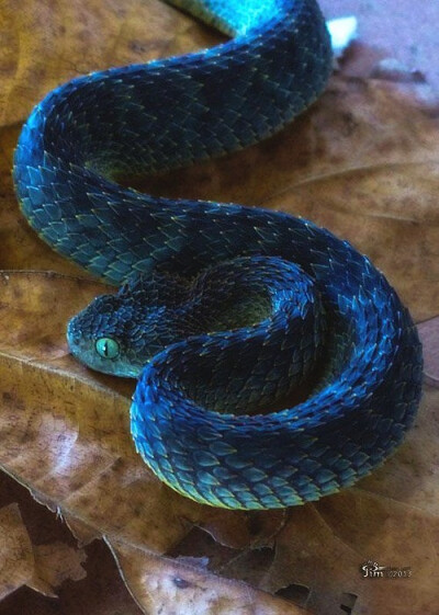 蓝蛇