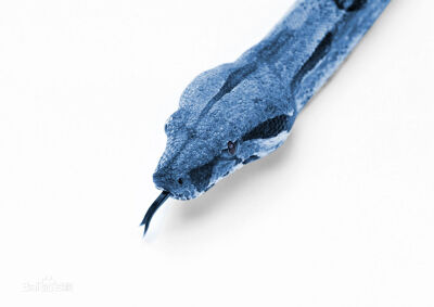 蓝蛇——头剧毒 尾解毒