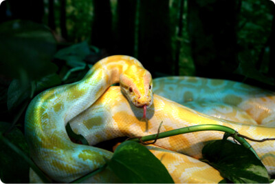 黄金蛇