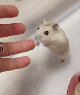 (ฅ&amp;gt;ω&amp;lt;*ฅ)可爱的小仓鼠:主银不要走，要抱抱(ฅ&amp;gt;ω&amp;lt;*ฅ)好萌有木有