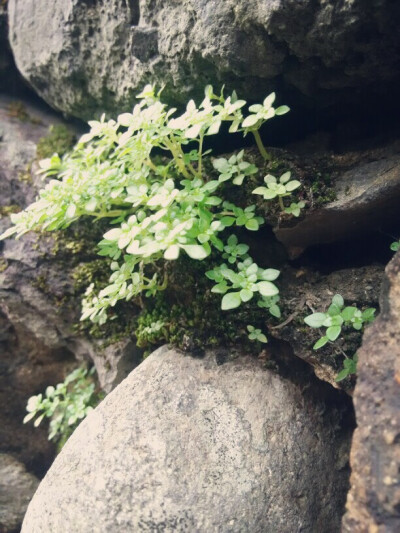 植物