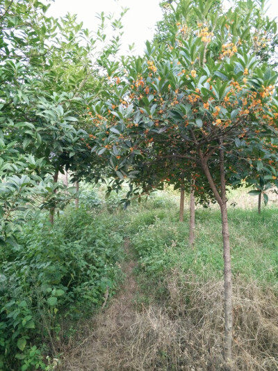 【黄色桂花树】随手拍，家乡的每一处风景。