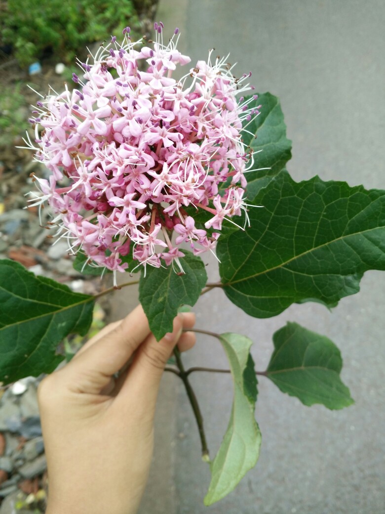 【倾心一束花。】 随手拍，家乡的每一处风景。