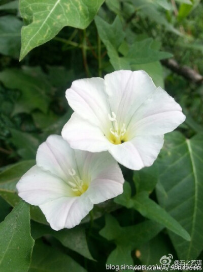 【石之若璞-花事-夏日觅花影】中文学名：打碗花~ 拉丁学名：Calystegia hederacea Wall.~ 别 称：燕覆子、蒲地参、兔耳草、富苗秧、扶秧、钩耳藤、喇叭花~ 管花目 Tubiflorae-旋花亚目 Convolvulineae-旋花科 Convol…