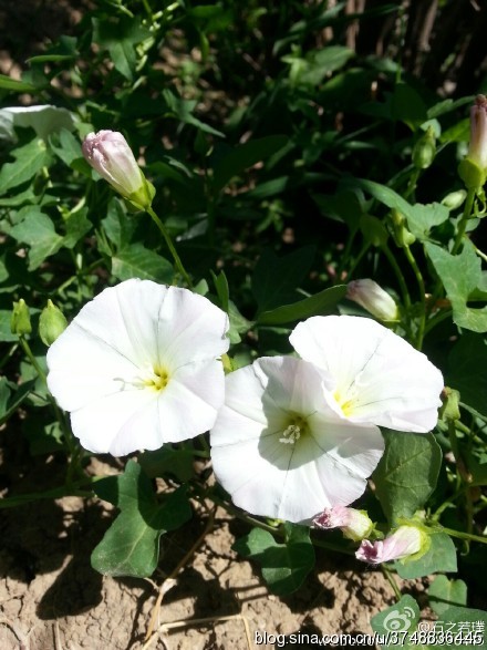 【石之若璞-花事-夏日觅花影】中文学名：打碗花~ 拉丁学名：Calystegia hederacea Wall.~ 别 称：燕覆子、蒲地参、兔耳草、富苗秧、扶秧、钩耳藤、喇叭花~ 管花目 Tubiflorae-旋花亚目 Convolvulineae-旋花科 Convolvulaceae-打碗花属 Calystegia-打碗花 Calystegia hederacea~