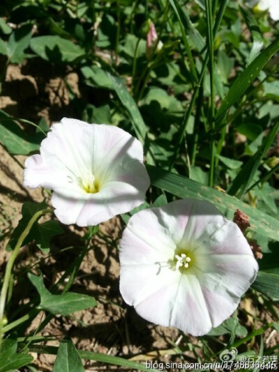 【石之若璞-花事-夏日觅花影】中文学名：打碗花~ 拉丁学名：Calystegia hederacea Wall.~ 别 称：燕覆子、蒲地参、兔耳草、富苗秧、扶秧、钩耳藤、喇叭花~ 管花目 Tubiflorae-旋花亚目 Convolvulineae-旋花科 Convol…