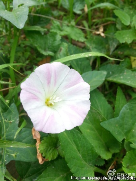 【石之若璞-花事-夏日觅花影】中文学名：打碗花~ 拉丁学名：Calystegia hederacea Wall.~ 别 称：燕覆子、蒲地参、兔耳草、富苗秧、扶秧、钩耳藤、喇叭花~ 管花目 Tubiflorae-旋花亚目 Convolvulineae-旋花科 Convolvulaceae-打碗花属 Calystegia-打碗花 Calystegia hederacea~