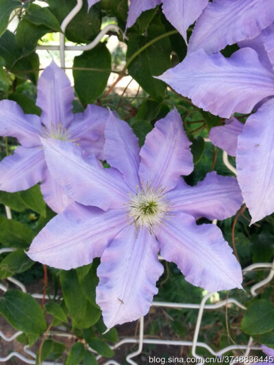 【石之若璞-花事-夏日觅花影】中文学名：铁线莲~ 拉丁学名：Clematis florida Thunb.~ 别 称：铁线牡丹、番莲、金包银、山木通、番莲、威灵仙~ 毛茛目 Ranunculales-毛茛亚目 Ranunculineae-毛茛科 Ranunculaceae-铁…