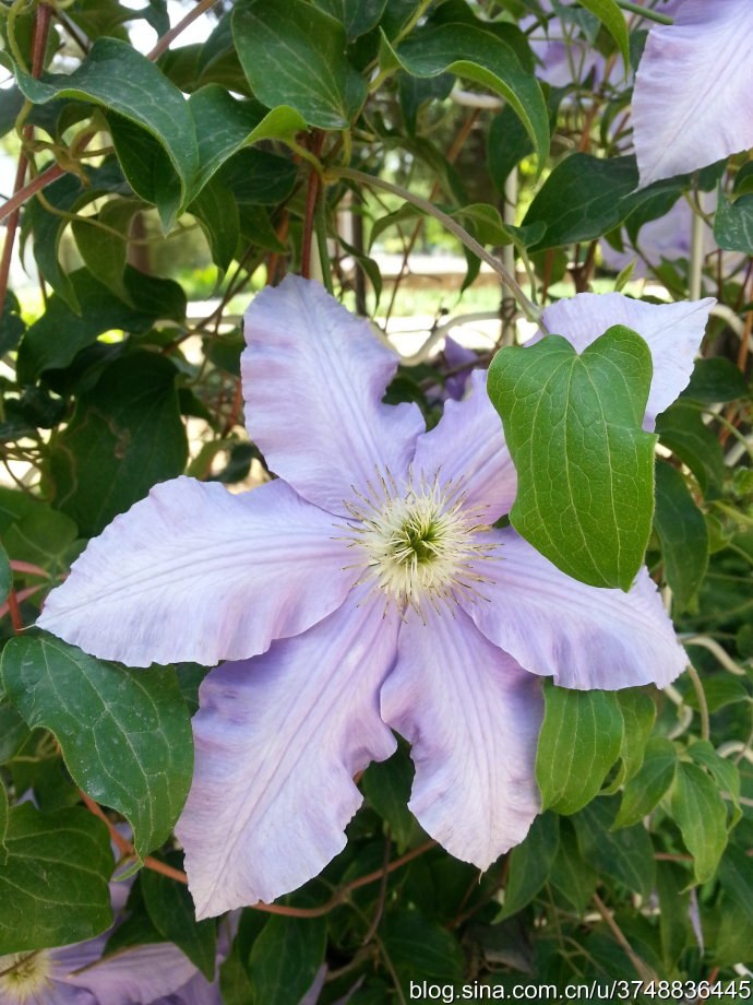 【石之若璞-花事-夏日觅花影】中文学名：铁线莲~ 拉丁学名：Clematis florida Thunb.~ 别 称：铁线牡丹、番莲、金包银、山木通、番莲、威灵仙~ 毛茛目 Ranunculales-毛茛亚目 Ranunculineae-毛茛科 Ranunculaceae-铁线莲属 Clematis-铁线莲 Clematis florida~