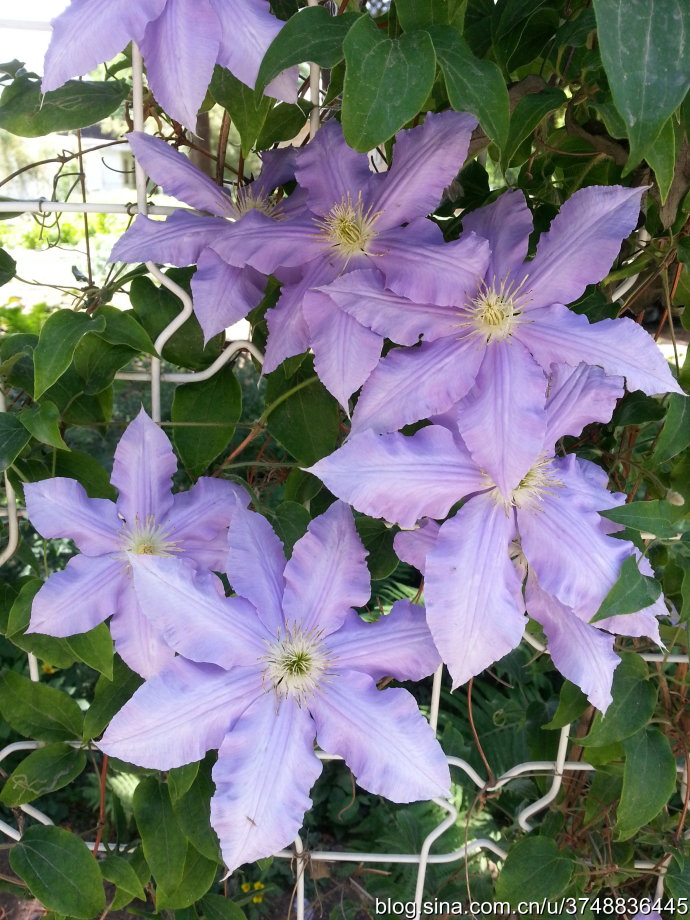 【石之若璞-花事-夏日觅花影】中文学名：铁线莲~ 拉丁学名：Clematis florida Thunb.~ 别 称：铁线牡丹、番莲、金包银、山木通、番莲、威灵仙~ 毛茛目 Ranunculales-毛茛亚目 Ranunculineae-毛茛科 Ranunculaceae-铁线莲属 Clematis-铁线莲 Clematis florida~