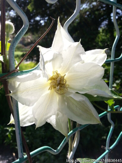 【石之若璞-花事-夏日觅花影】中文学名：铁线莲~ 拉丁学名：Clematis florida Thunb.~ 别 称：铁线牡丹、番莲、金包银、山木通、番莲、威灵仙~ 毛茛目 Ranunculales-毛茛亚目 Ranunculineae-毛茛科 Ranunculaceae-铁…