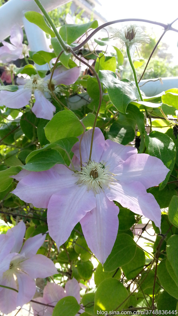 【石之若璞-花事-夏日觅花影】中文学名：铁线莲~ 拉丁学名：Clematis florida Thunb.~ 别 称：铁线牡丹、番莲、金包银、山木通、番莲、威灵仙~ 毛茛目 Ranunculales-毛茛亚目 Ranunculineae-毛茛科 Ranunculaceae-铁线莲属 Clematis-铁线莲 Clematis florida~