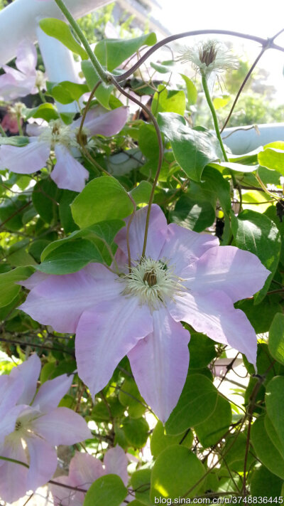 【石之若璞-花事-夏日觅花影】中文学名：铁线莲~ 拉丁学名：Clematis florida Thunb.~ 别 称：铁线牡丹、番莲、金包银、山木通、番莲、威灵仙~ 毛茛目 Ranunculales-毛茛亚目 Ranunculineae-毛茛科 Ranunculaceae-铁…