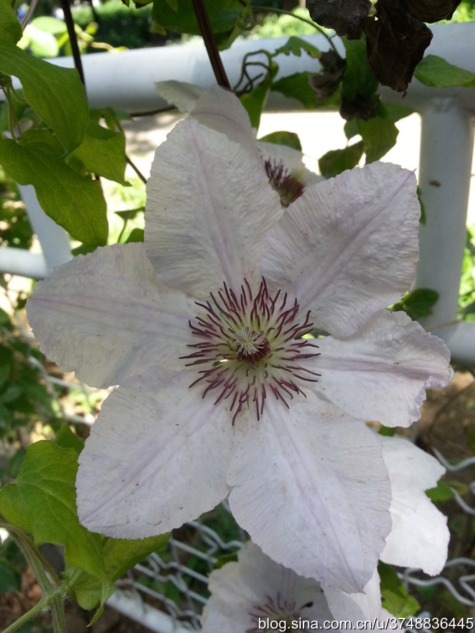 【石之若璞-花事-夏日觅花影】中文学名：铁线莲~ 拉丁学名：Clematis florida Thunb.~ 别 称：铁线牡丹、番莲、金包银、山木通、番莲、威灵仙~ 毛茛目 Ranunculales-毛茛亚目 Ranunculineae-毛茛科 Ranunculaceae-铁线莲属 Clematis-铁线莲 Clematis florida~