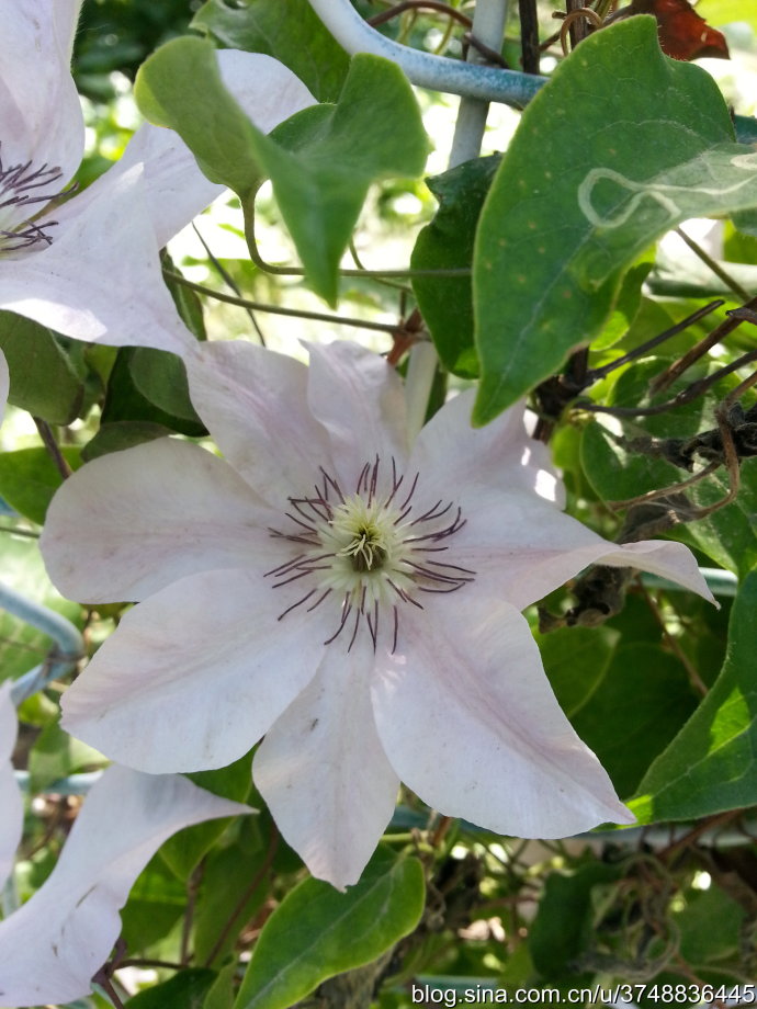 【石之若璞-花事-夏日觅花影】中文学名：铁线莲~ 拉丁学名：Clematis florida Thunb.~ 别 称：铁线牡丹、番莲、金包银、山木通、番莲、威灵仙~ 毛茛目 Ranunculales-毛茛亚目 Ranunculineae-毛茛科 Ranunculaceae-铁线莲属 Clematis-铁线莲 Clematis florida~