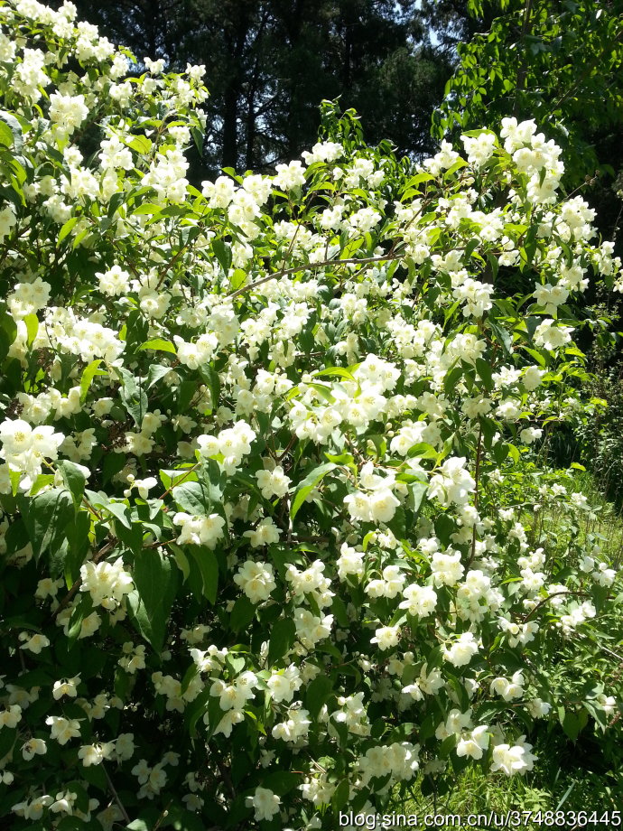 【石之若璞-花事-夏日觅花影】中文学名：东北山梅花~ 拉丁学名：Philadelphus schrenkii Rupr.~ 别 称：山梅花~ 蔷薇目 Rosales-虎耳草亚目 Saxifragineae-虎耳草科 Saxifragaceae-山梅花属 Philadelphus-东北山梅花 Philadelphus~